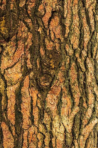 USA-Washington State-Palouse-Colfax Pine tree bark Art Print